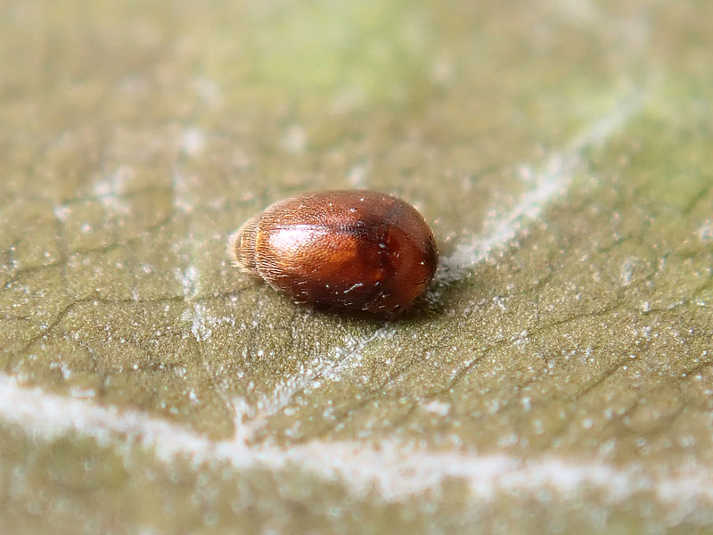 coleottero piccolissimo:  fam. Corylophidae